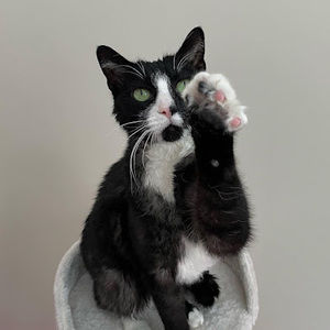 Meet your Posher, Riley